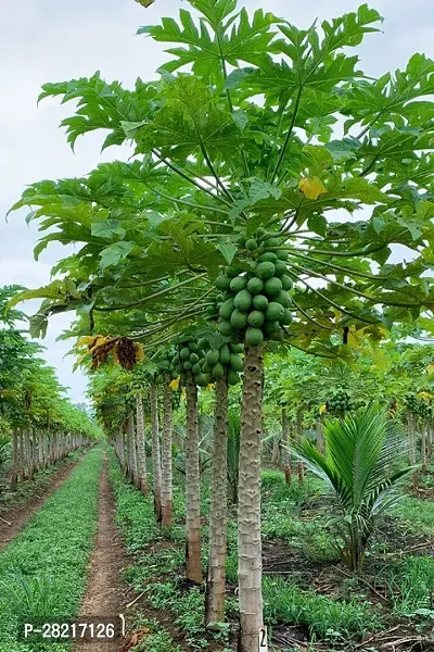 Hybrid papaya seeds for planting ( 100 seeds )-thumb0