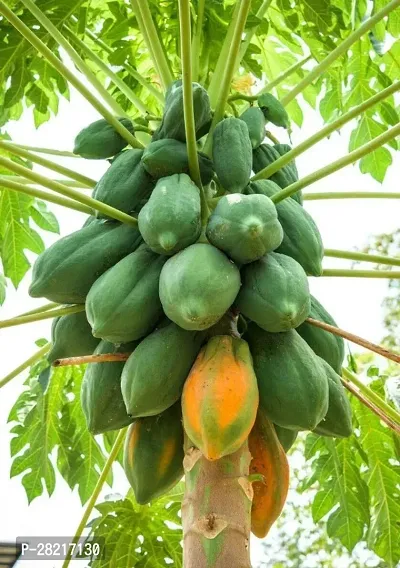 Original red lady f1 hybrid papaya taiwan 786 variety seeds ( 100 seeds )-thumb0