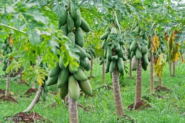 Papaya seeds red lady 786 taiwan ( 100 seeds )-thumb0