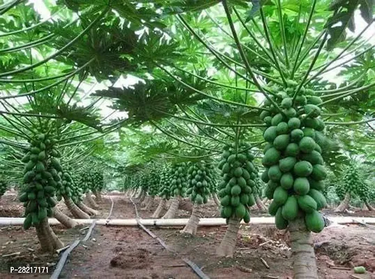 Papaya seeds hybrid all seas-thumb0