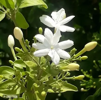 Jasmine seeds for home garden ( pack of 5 )