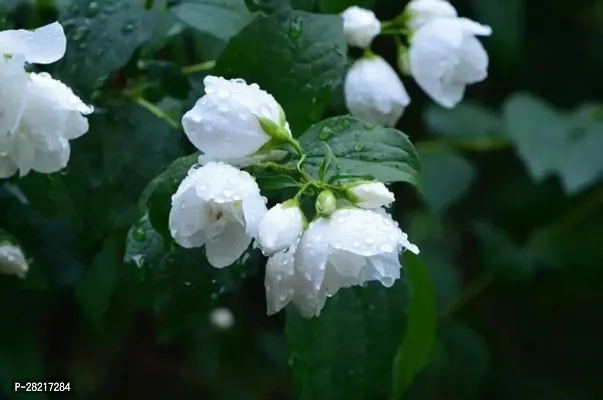 Jasmine flower seeds for all seas