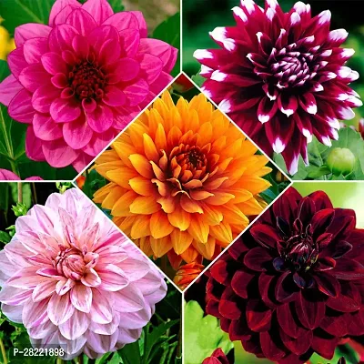 Dahlia seeds ( pack of 10 )-thumb0