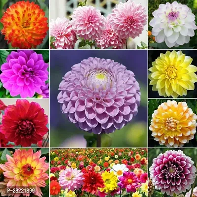 Dahlia seeds hybrid ( pack of 10 )