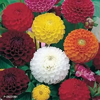 Dahlia flower seeds f1 hybrid ( pack of 10 )-thumb0