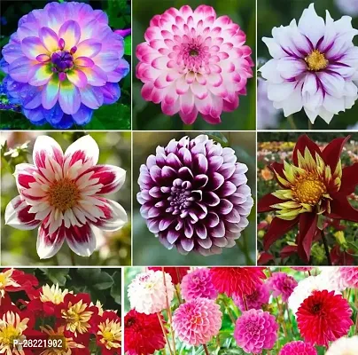 Dahlia seeds for home garden ( pack of 10 )