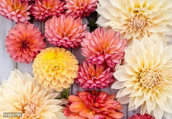 Dahlia flower seeds ( pack of 10 )-thumb0