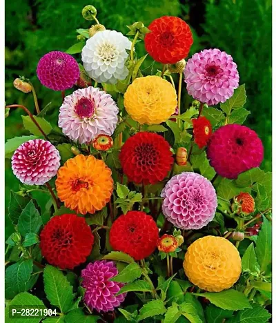 Dahlia flower seeds big flower ( pack of 10 )-thumb0