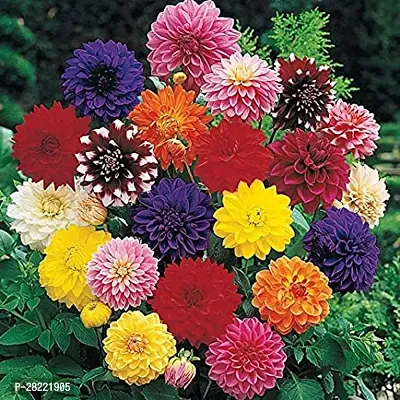 Dahlia flower seeds mixed flower ( pack of 10 )