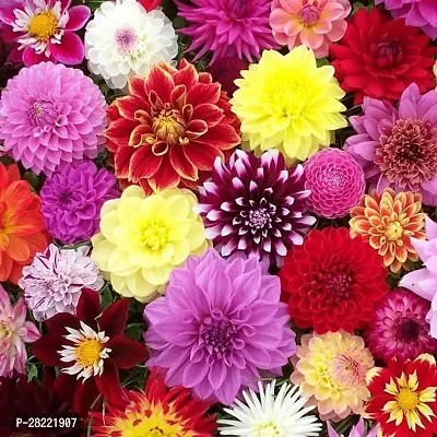 Dahlia flower seeds mix colour ( pack of 10 )