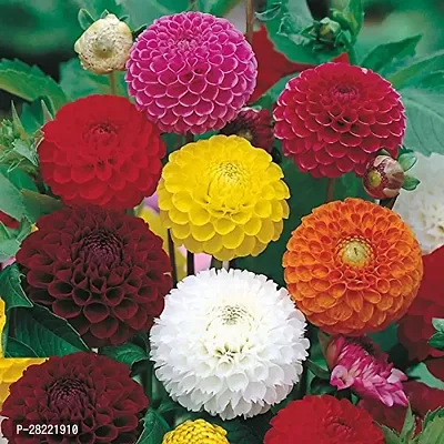 Dahlia flower seeds mix ( pack of 10 )-thumb0