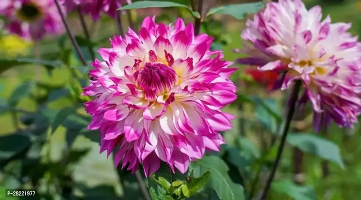 Dahlia seeds for home garden ( pack of 15 )