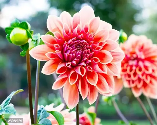 Dahlia seeds ( pack of 20 )-thumb0