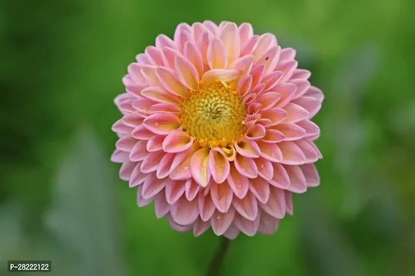 Dahlia seeds hybrid ( pack of 25 )-thumb0