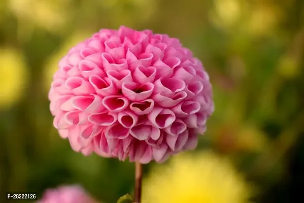 Dahlia flower seeds ( pack of 25 )-thumb0