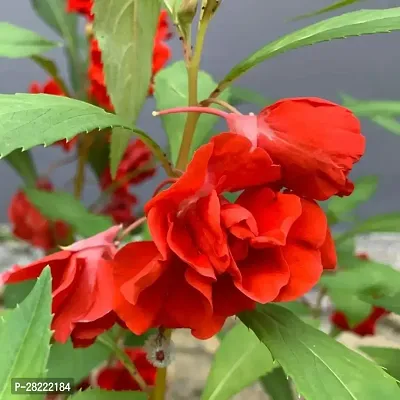 Rose balsam flower seeds ( 20 seeds )