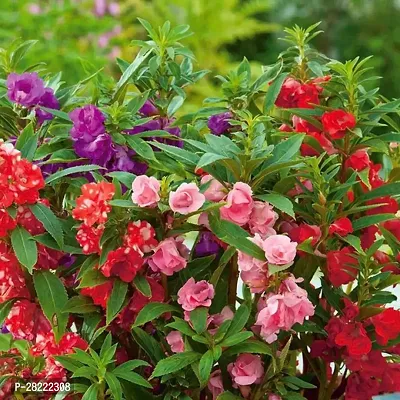 Balsam mix flower seeds hybrid ( 25 seeds )-thumb0