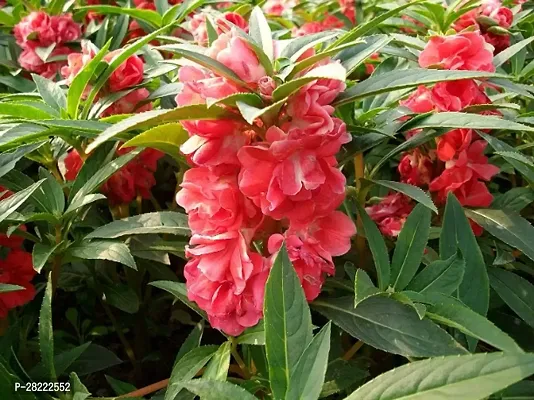 Balsam flower seeds ( 30 seeds )