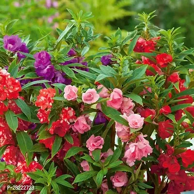 Balsam mix flower seeds hybrid ( 35 seeds )-thumb0