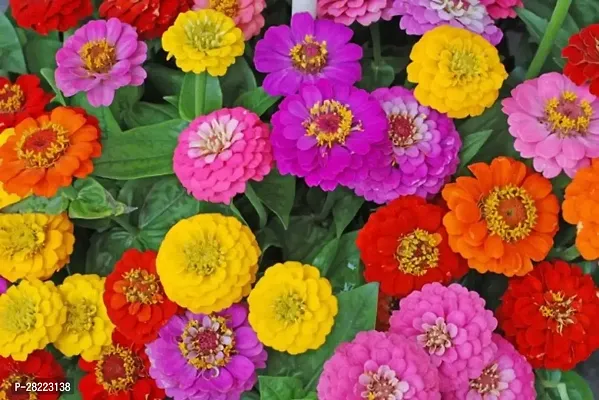 zinnia seeds ( 10 seeds )-thumb0