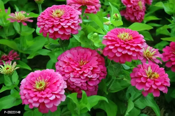 zinnia seeds for gardening ( 10 seeds )-thumb0