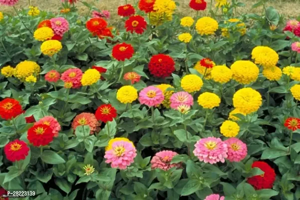 zinnia seeds double hybrid ( 10 seeds )-thumb0