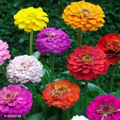 zinnia double mix seed ( 10 seeds )