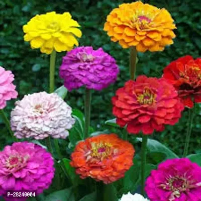 zinnia double mix seed ( 15 seeds )-thumb0