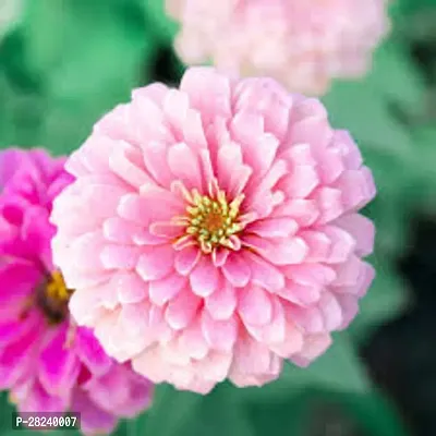 Zinnia flowers mixed seed ( 15 seeds )-thumb0