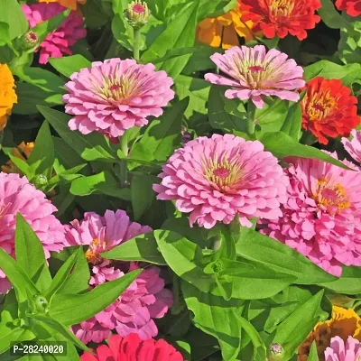 Zinnia hybrid double mixed seeds garden seeds flowers ( 20 seeds )-thumb0