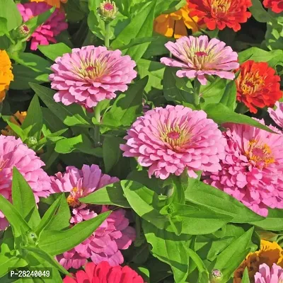 zinnia mix flower seed ( 25 seeds )-thumb0