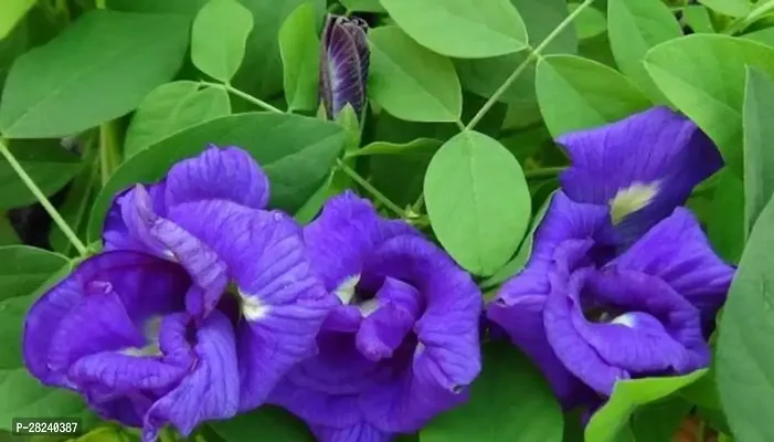 White butterfly pea seeds ( 5 seeds )