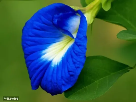 Butterfly pea seeds ( 5 seeds )-thumb0