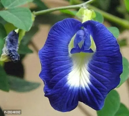 Butterfly pea flower seeds mix colour ( 5 seeds )-thumb0