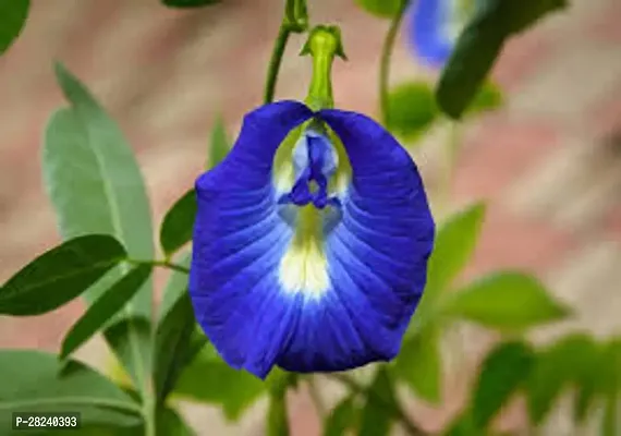 Butterfly pea flower plant seeds ( 5 seeds )-thumb0