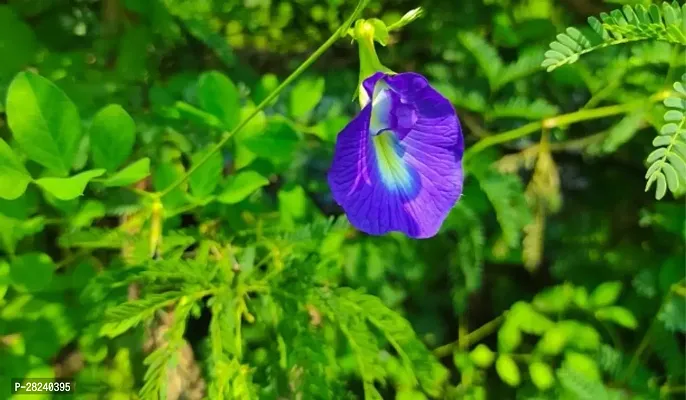 Blue butterfly pea flower seeds ( 5 seeds )-thumb0