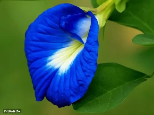 White butterfly pea seeds ( 10 seeds )-thumb0