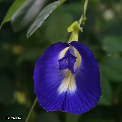 Butterfly pea flower plant seeds ( 10 seeds )-thumb0