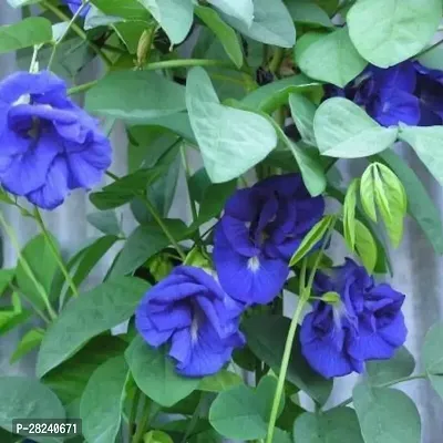 Butterfly pea flower seeds combo ( 10 seeds )-thumb0