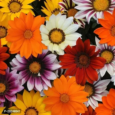 Gazania seed for home garden ( 10 seeds )-thumb0