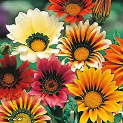 Gazania flower seeds combo ( 15 seeds )-thumb0