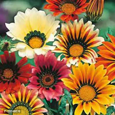 Gazania flower seeds combo ( 20 seeds )-thumb0