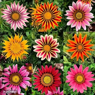 Gazania flower seeds hybrid all seas