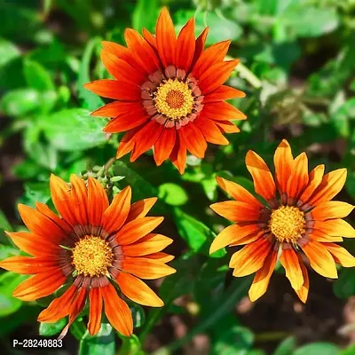 Gazania seeds for gardening ( 20 seeds )