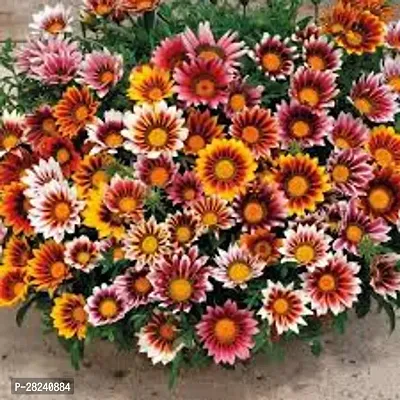 Gazania seed for garden ( 20 seeds )