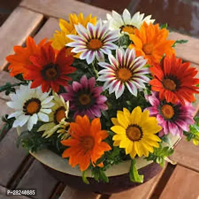 Gazania seed for planting ( 20 seeds )-thumb0