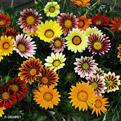 Gazania flower seeds hybrid all seas-thumb0