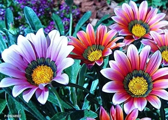 Gazania seeds for gardening ( 25 seeds )