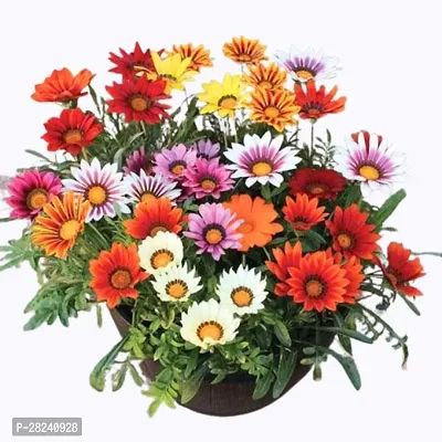 Gazania seeds for planting ( 25 seeds )