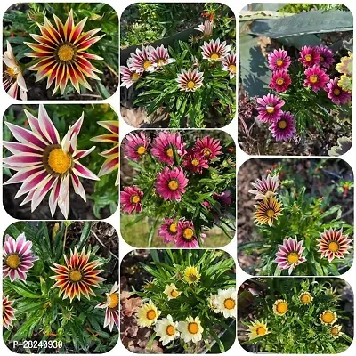 Gazania seed for planting ( 25 seeds )